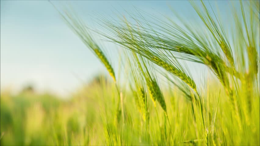 Wheat farming in india