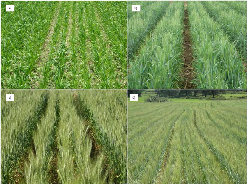 bed planter wheat