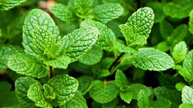 mint advantage advantage of mint