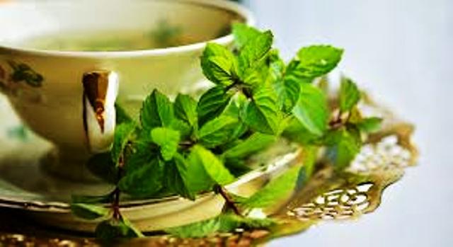 mint and human health