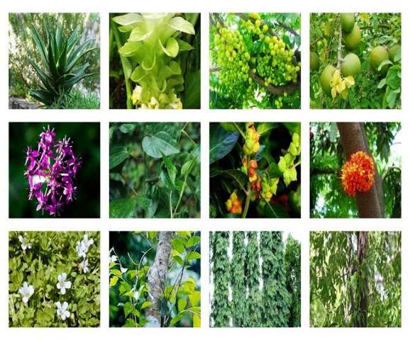fifatrol medicine medicinal plant