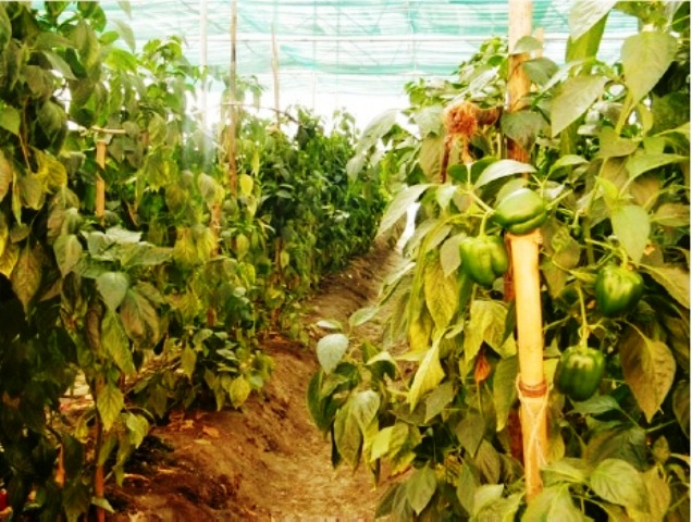 new variety of capsicum