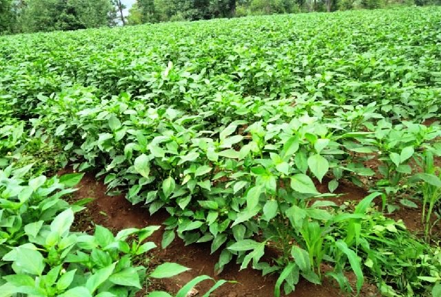 Solan farming