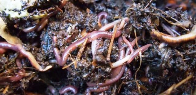 how to sell vermicompost in india
