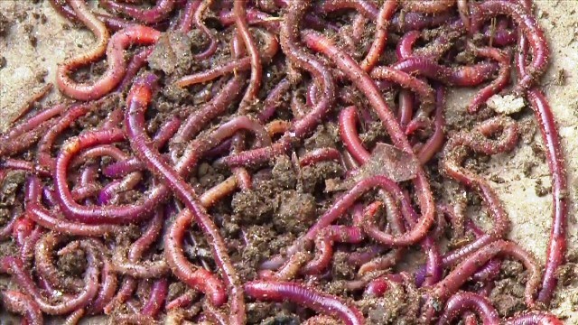 Modern farming vermicompost