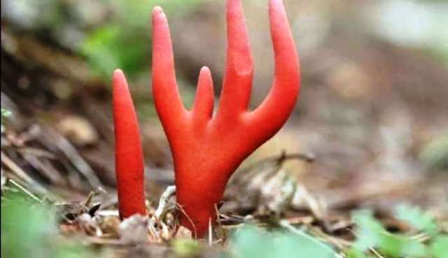 WORLD MUSHROOM