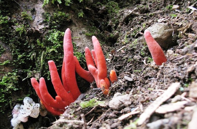 Deadly mushroom