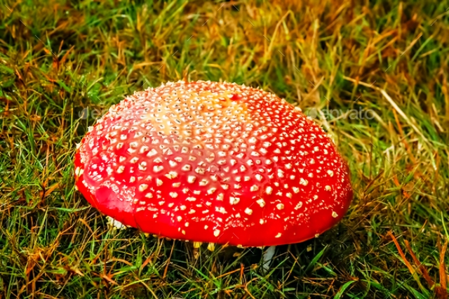 mushroom