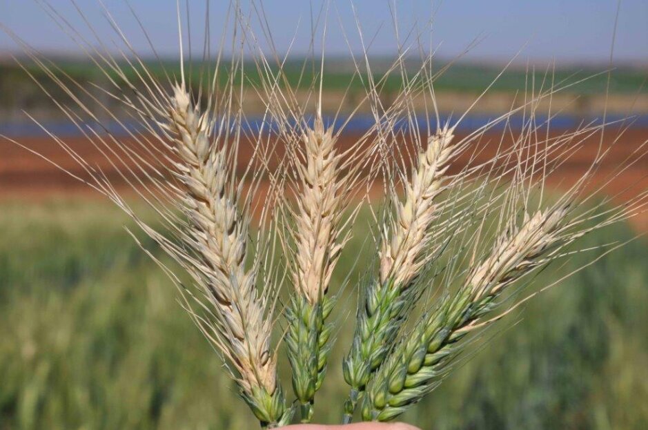 wheat variety