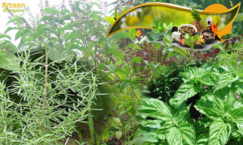 hebal farming