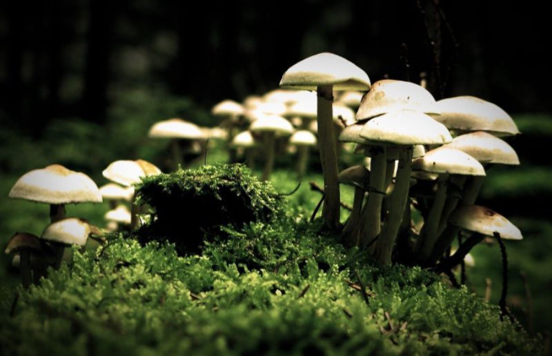 mushroom