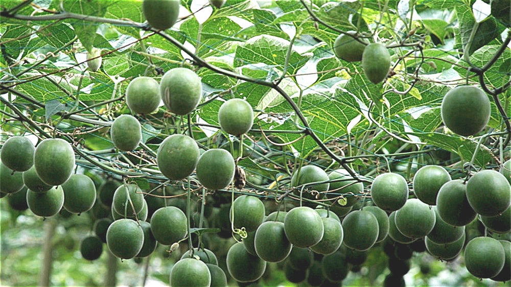 natural super sweeten