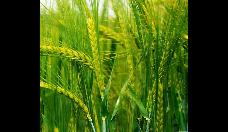 wheat