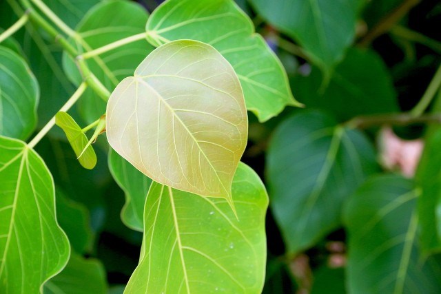peepal ke labh
