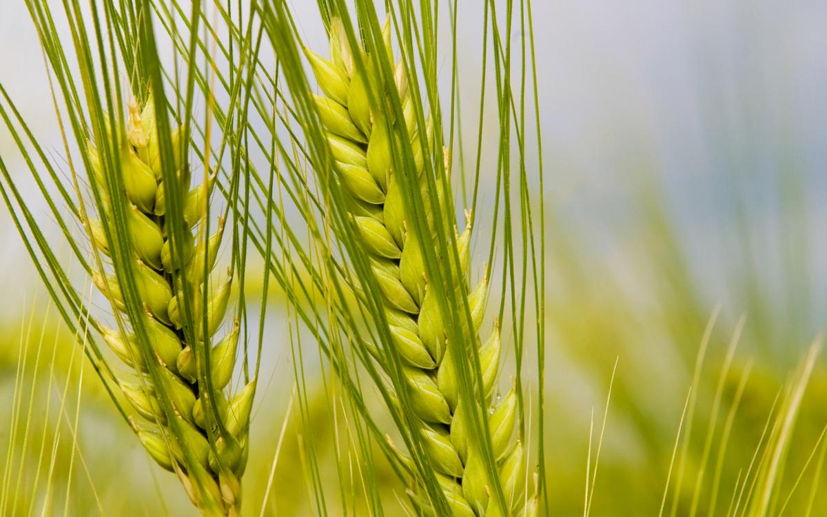 wheat green
