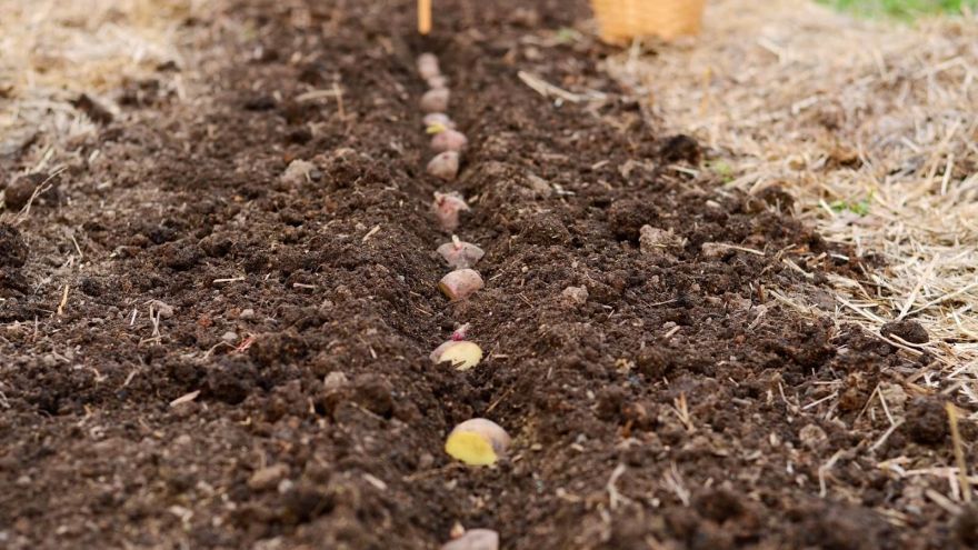 potato sowing