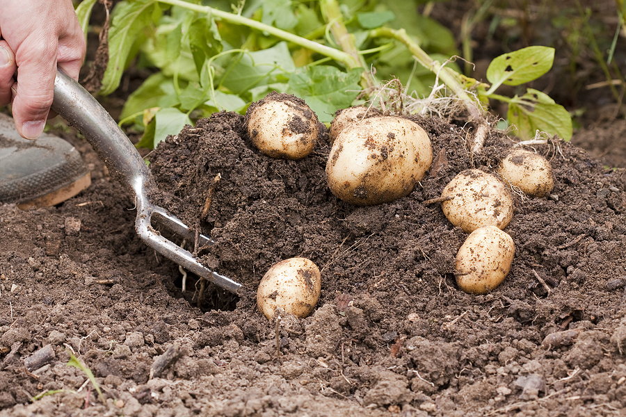 potato sowing