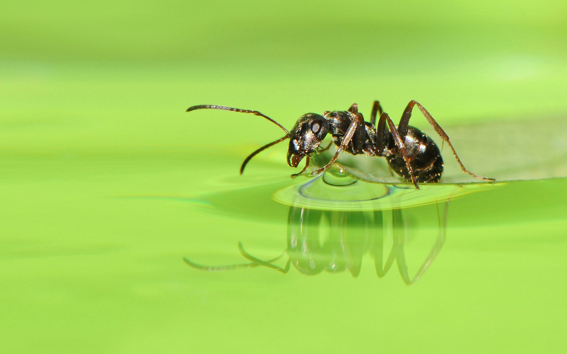 ant