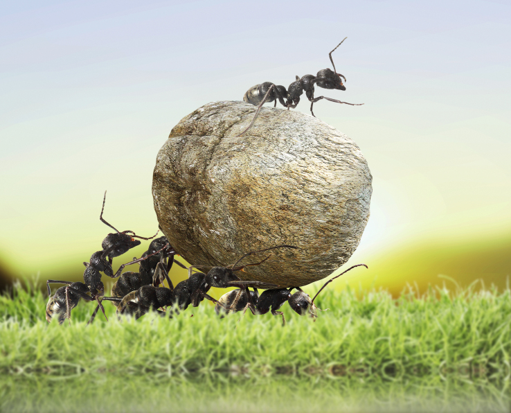 ant