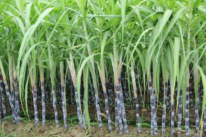 sugarcane FARMING