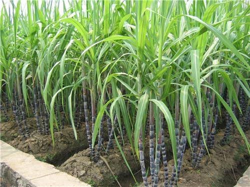 Sugarcane polly