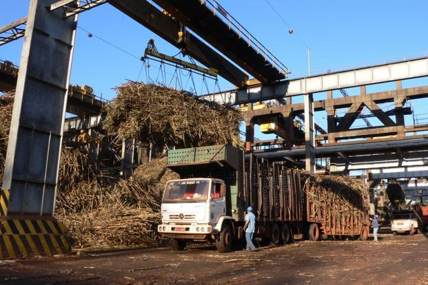 sugarcane
