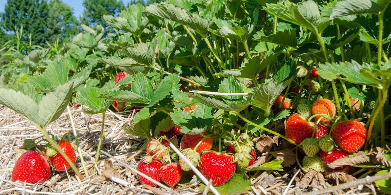 straberry farming
