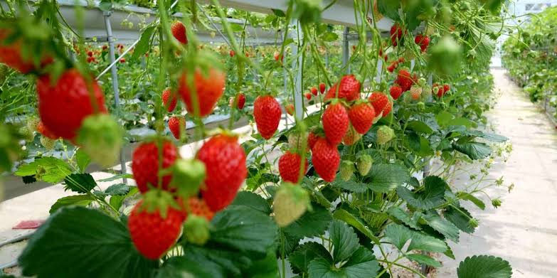 strawbeery