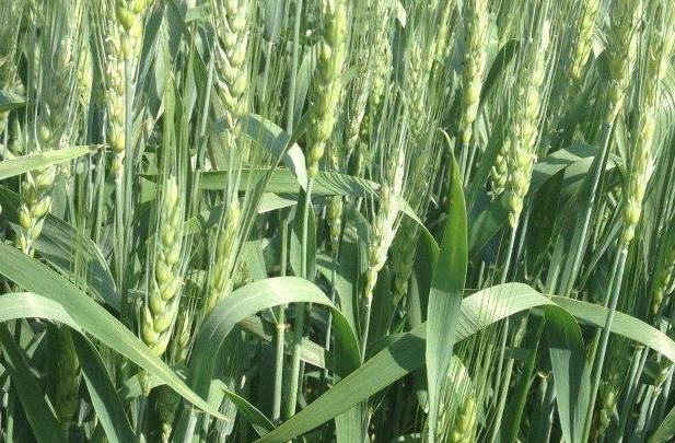 wheat cultivation