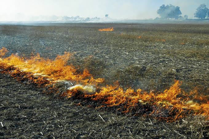 stubble burn