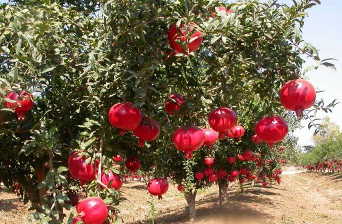 Anar