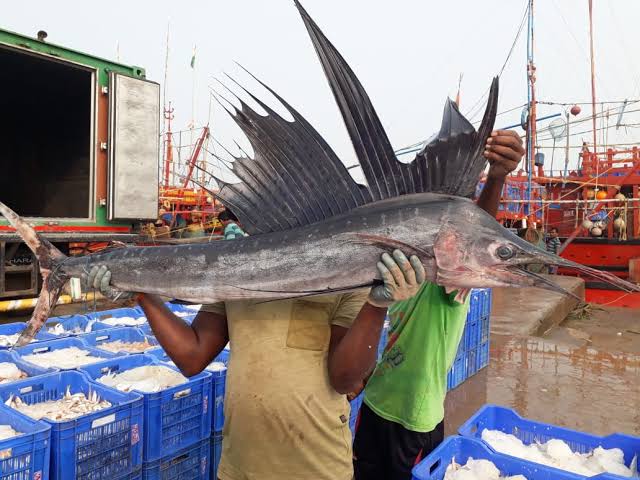 fish