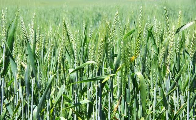 wheat
