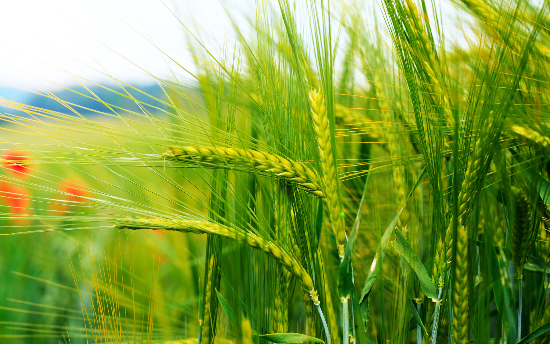 wheat