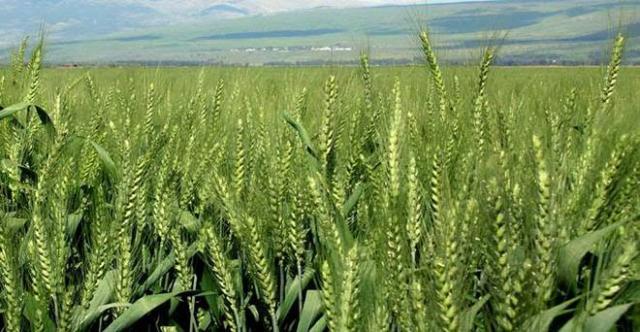 wheat