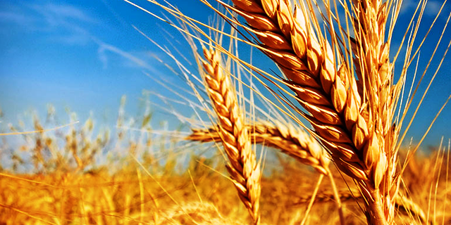 Subsidy on wheat seed