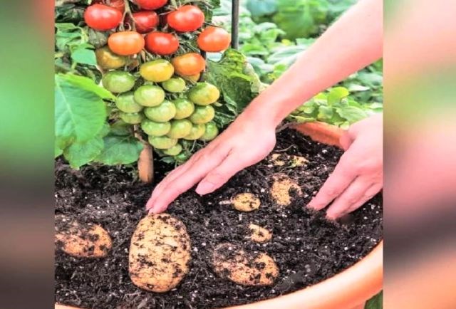Tomato and Potato Cultivation