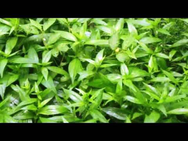ayurvedic dawa ki kheti