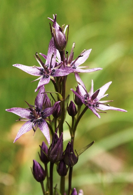 use of chirata in ayurveda in hindi