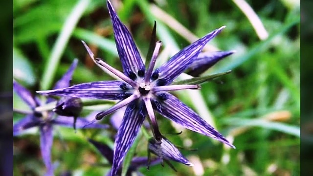 chiraata ki kheti