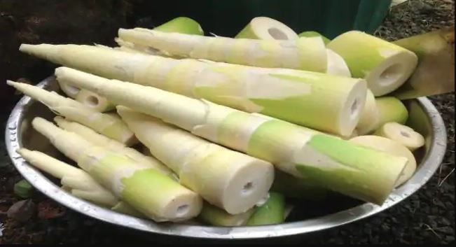 bamboo