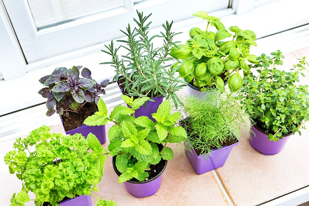 herbal garden