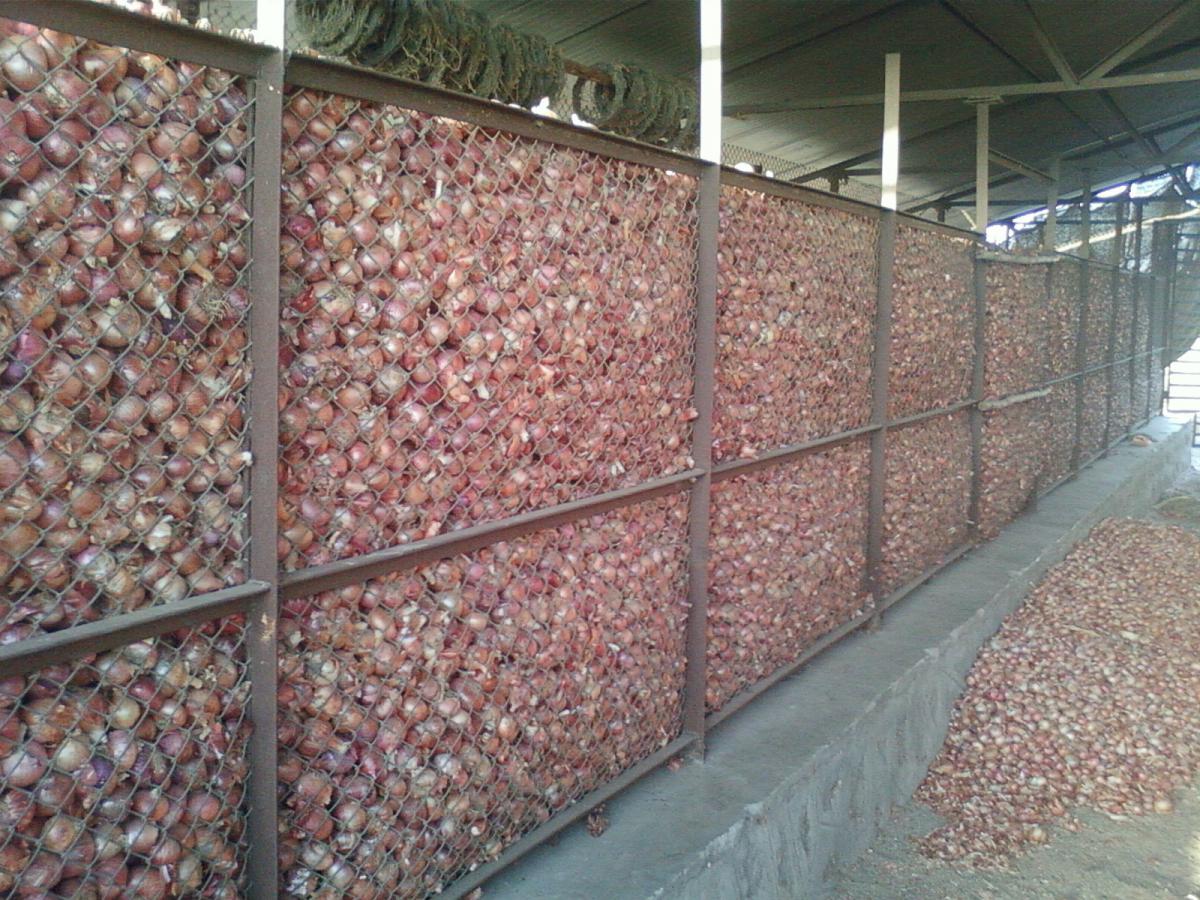 onion