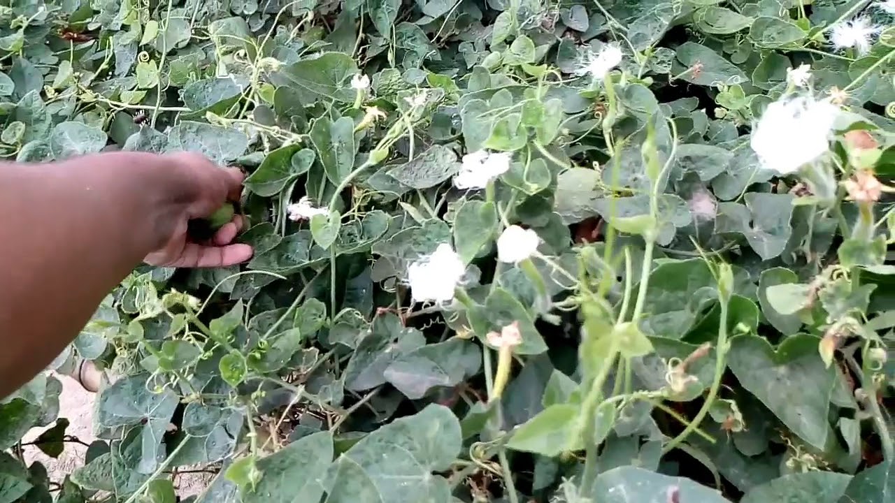 pawalk