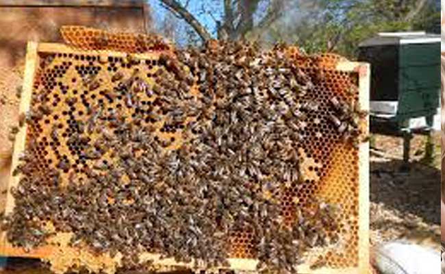 beeskeeing