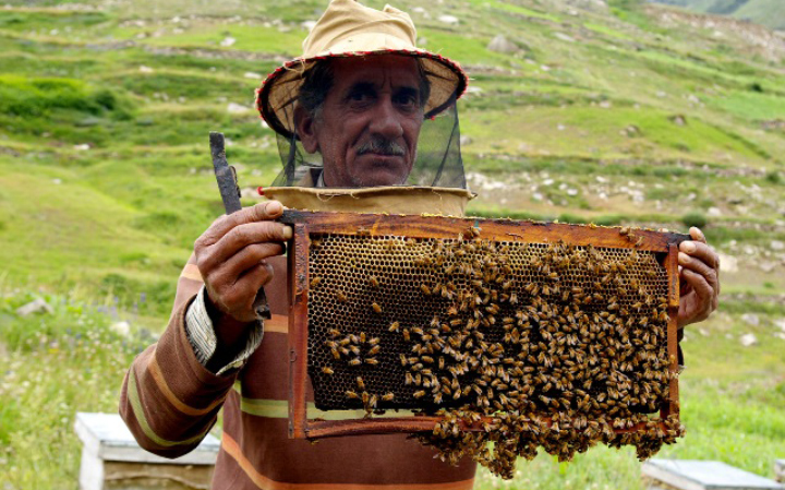bee Keeping