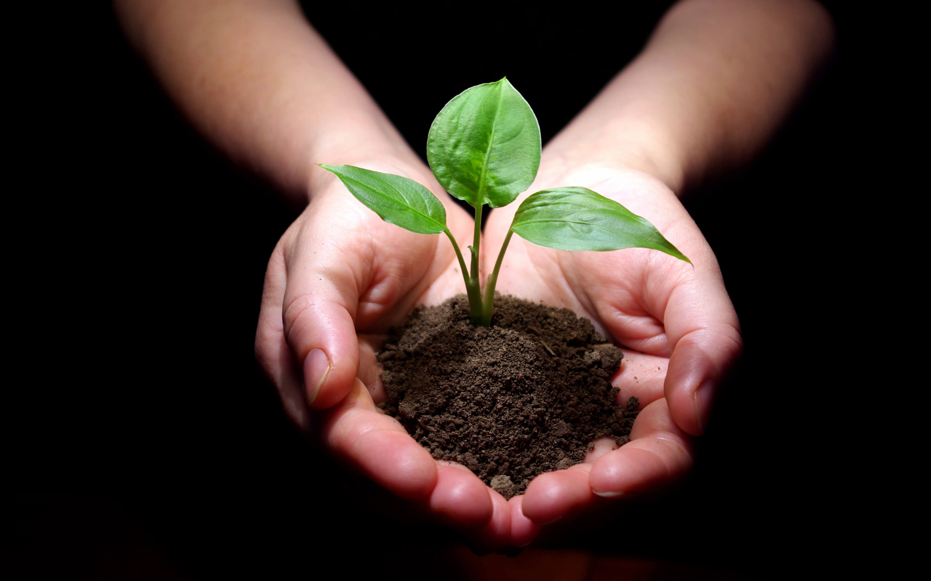 organic india