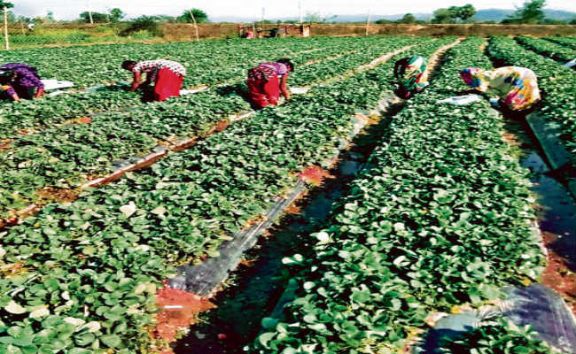farming