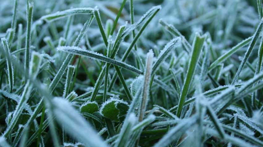 frost