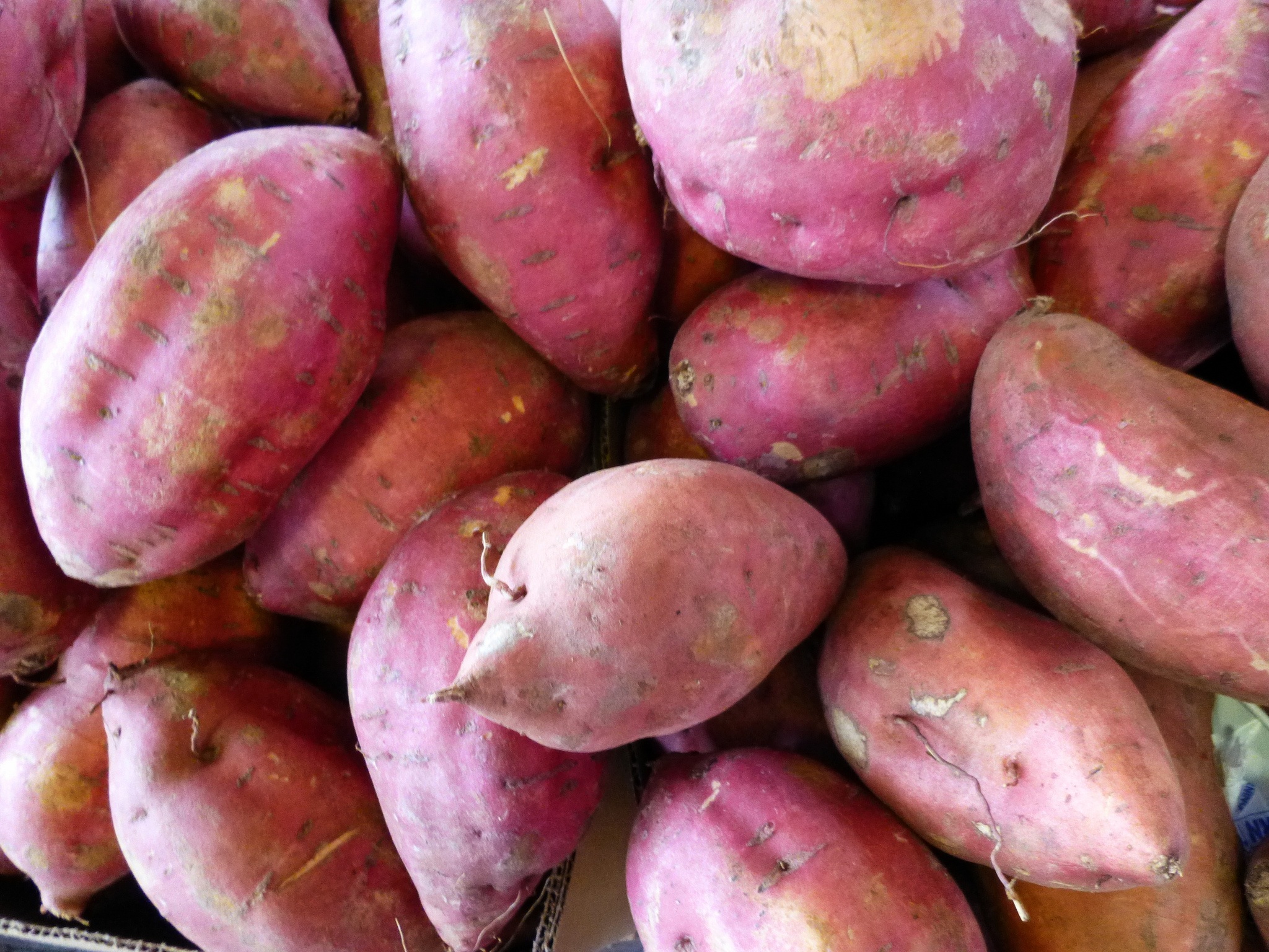 sweet patato